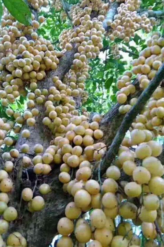 海南赋，南海明珠，风情万种